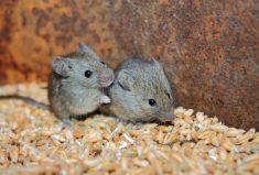 The loss of a rodent species – even the smallest – can have cascading consequences for humans and the environment.