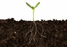 Comment: How roots are shaped for success