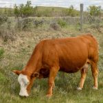 File photo of a cow grazing near Leader, Sask., about 85 km south of Kindersley. (James_Gabbert/iStock/Getty Images)

