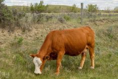 File photo of a cow grazing near Leader, Sask., about 85 km south of Kindersley. (James_Gabbert/iStock/Getty Images)
