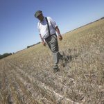 Farmer Ignacio Bastanchuri walks in a parched wheat field at Navarro in Argentina’s Buenos Aires province in December 2022. Several growing regions of the country expect moisture soon, but some predict it will be too late for recently planted soy and corn crops.