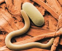 “The little worm gets inside the root and injects something into the vascular tissue of the plant. This actually changes the biology of those plant cells and they start producing food for the nematode. It’s fascinating.” – Greg Tylka, Iowa State University.