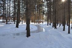 Winter visitors to Wasagaming can glide down skating paths.