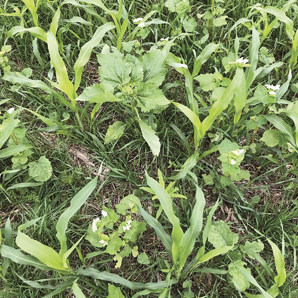 How much diversity in a cover crop is too much?