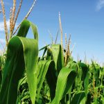 Opinion: U.S. comes closer to losing corn export crown