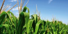 Opinion: U.S. comes closer to losing corn export crown
