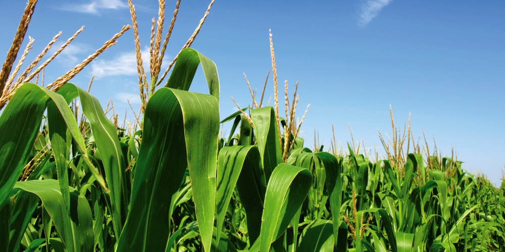 Opinion: U.S. comes closer to losing corn export crown
