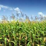 U.S. farmers expected to boost corn and wheat acreage