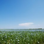 File photo of a flax field in Russia. (Ukususha/iStock/Getty Images)
