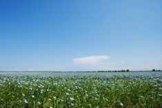 File photo of a flax field in Russia. (Ukususha/iStock/Getty Images)