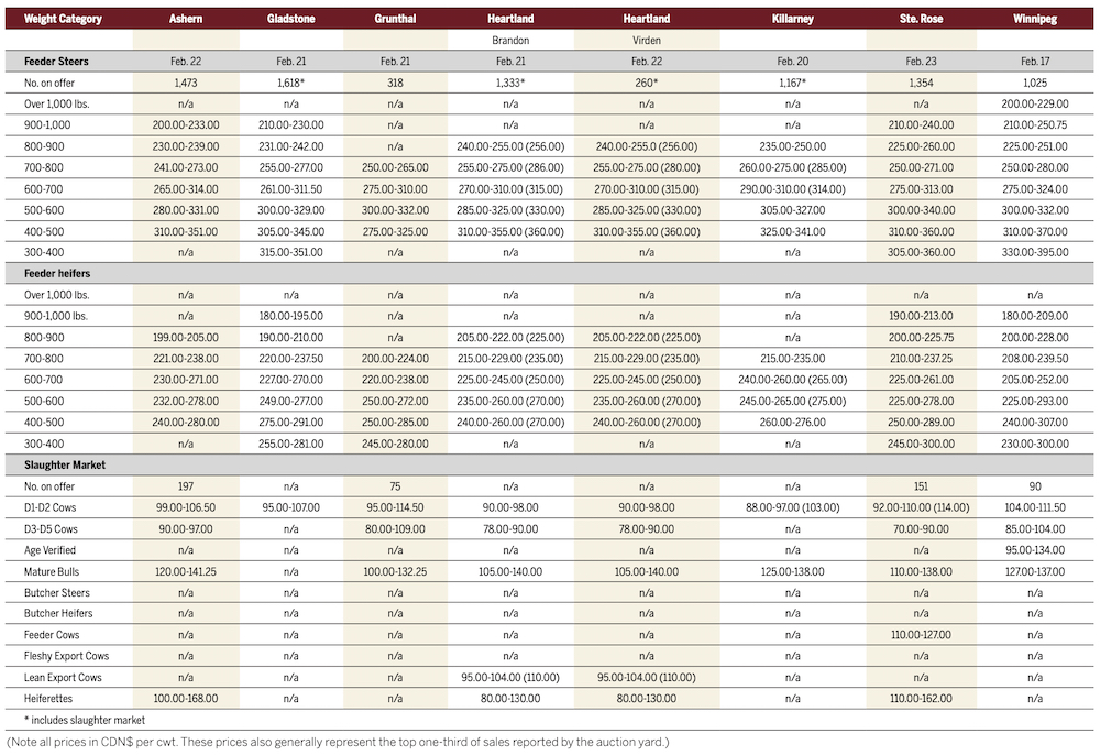 Cattle prices stay high as temperatures plunge