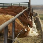 (Photo courtesy Canada Beef Inc.)
