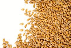 Farmers should beware industry efforts to further erode the Canada Grain Act’s mandate to assure quality in the producer interest.