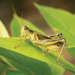 With grasshopper populations rising, now might be the time to consider some new strategies.