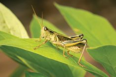 With grasshopper populations rising, now might be the time to consider some new strategies.