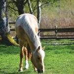 The constant stepping and chewing of grazing is better for horse fitness.