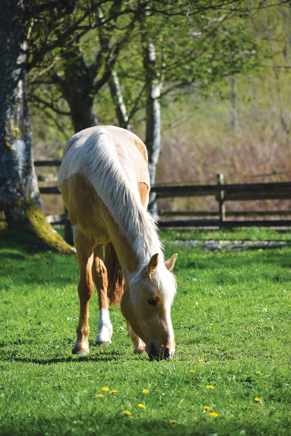 The constant stepping and chewing of grazing is better for horse fitness.