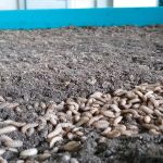 A tray of black soldier fly larvae photographed in Malaysia in 2022 at Nutrition Technologies’ plant.