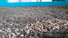 A tray of black soldier fly larvae photographed in Malaysia in 2022 at Nutrition Technologies’ plant.