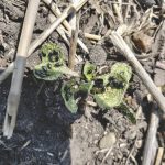“[Flea beetle] seem to overwinter well under our Prairie conditions and we don’t have the natural enemies that seem to knock a population out, the way it does to other insects.” – John Gavloski.