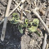 “[Flea beetle] seem to overwinter well under our Prairie conditions and we don’t have the natural enemies that seem to knock a population out, the way it does to other insects.” – John Gavloski.