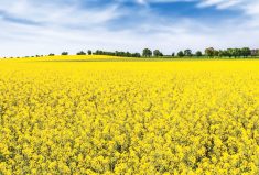 German plans to end crop-based biofuels would hit farmers
