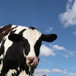 File photo of a Canadian Holstein dairy cow outdoors. (Diane Kuhl/iStock/Getty Images)
