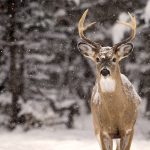 Deer nicking winter feed a problem