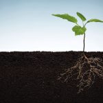 A U.S. forestry agency is looking at ways to increase its replanting and seed procurement capacity.