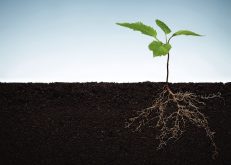 A U.S. forestry agency is looking at ways to increase its replanting and seed procurement capacity.