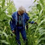 A field tour participant examines the wider corn rows and multi-species intercrop for an extended grazing trial at MBFI’s in September 2021.