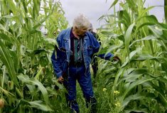 A field tour participant examines the wider corn rows and multi-species intercrop for an extended grazing trial at MBFI’s in September 2021.
