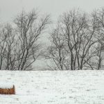 “So far this winter, the temperatures are below the 30-year average in much of the southwest and northwest regions and slightly above normal in the central regions.” – Alison Sass.