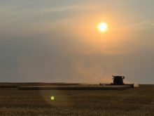 The harvest in mid-September made for a pretty picture but the results from a trial of two biostimulants on durum grown on Bishop Farms didn’t produce any yield or quality differences. Erek Bishop said he wants to conduct further trials.
