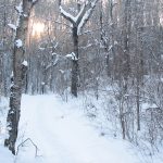 Snow is a fundamental driver of our natural world, but its ecological implications have not been studied as much as you’d think.