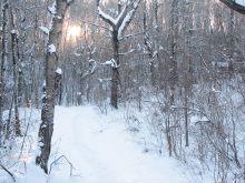 Snow is a fundamental driver of our natural world, but its ecological implications have not been studied as much as you’d think.