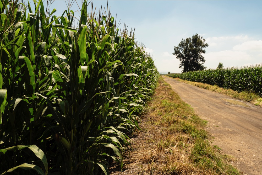 File photo of a cornfield in Mexico. (Roberto Cabrera/iStock/Getty Images)
