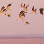 File photo of wild birds in flight over a lake in Uruguay. (Paz Roca/iStock/Getty Images)
