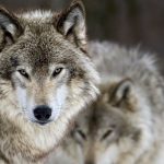 “As long as you can live with the animals, that’s great, but once you’ve got one or two generations that have been trained to feed on your animals, there is no other option with them.” – Mary Paziuk.