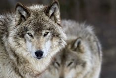 “As long as you can live with the animals, that’s great, but once you’ve got one or two generations that have been trained to feed on your animals, there is no other option with them.” – Mary Paziuk.