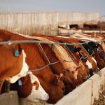 (Photo courtesy Canada Beef Inc.)
