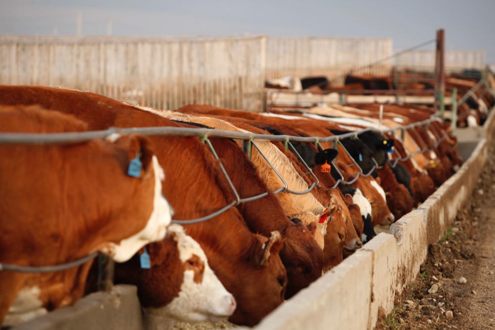 (Photo courtesy Canada Beef Inc.)
