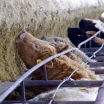 Ride the market wave into livestock risk management