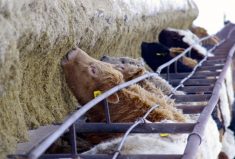 Ride the market wave into livestock risk management