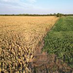 A dried-out corn crop sits next to cotton that was planted into a dried-out cornfield, amid Argentina’s worst drought in 60 years, at Tostado in the country’s northern Santa Fe province, on Feb. 8.