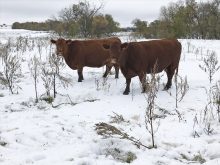 Having a system in place for winter calving can reduce the risk of disease spread.