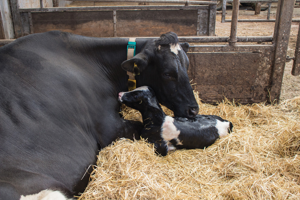 Even when using low-stress handling techniques, cattle can get worked up in certain situations and can benefit greatly from tranquilization.