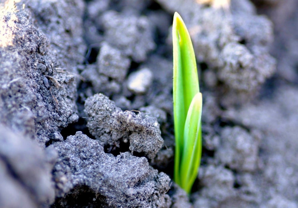 A handful of soil health projects have secured funding for the next five years in the hope of kick-starting soil health practices in the field.