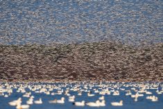 File photo of a migrating flock of snow geese in Canada. (Pchoui/iStock/Getty Images)
