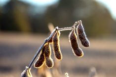 frost on soybeans